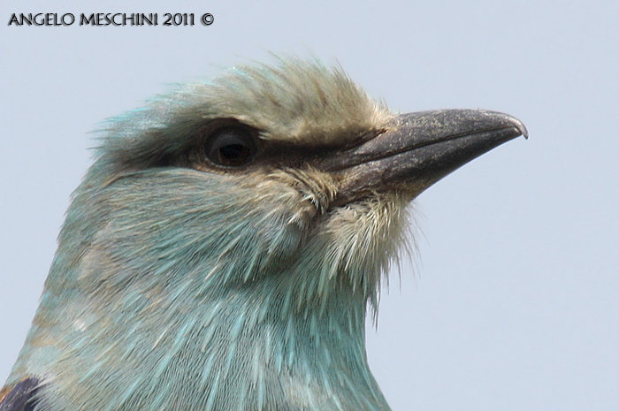 Ghiandaia marina particolare testa